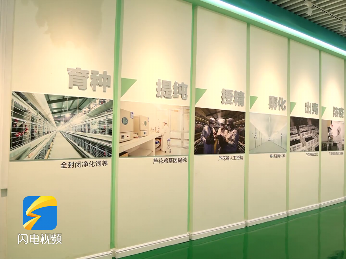 【齊魯網】濟寧2022上半年重點項目巡禮：汶上蘆花雞全產業鏈標準化生產基地項目