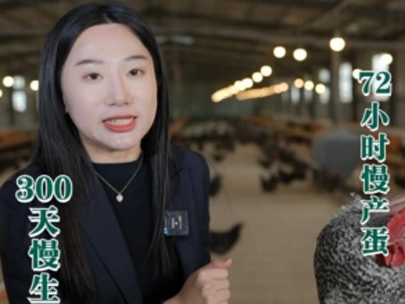 “土貨”變“爆款” 直播賦能“千年珍禽”蘆花雞