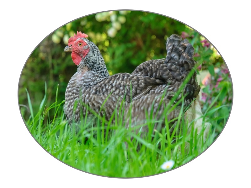 【媒體報道】我家就在岸上住丨憑實力出圈！汶上蘆花雞變 “金鳳凰”