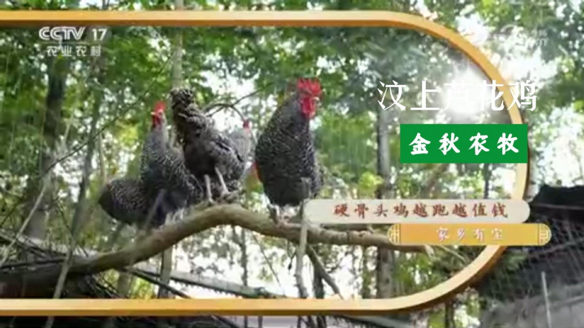 共富經·家鄉有寶·汶上蘆花雞